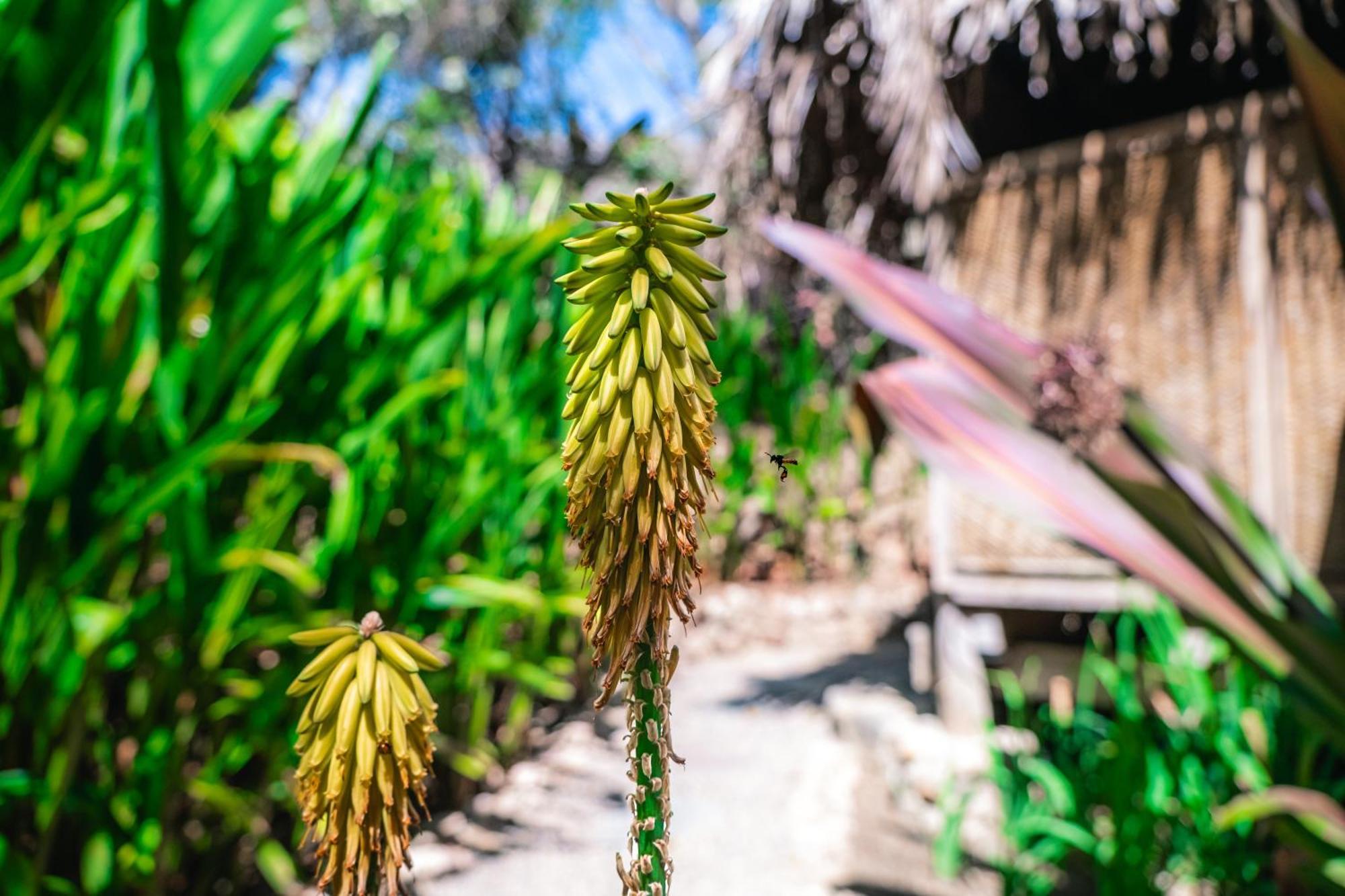 Haramara Retreat Hotel Sayulita Kültér fotó